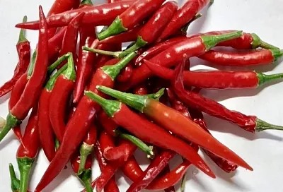 Не выбрасывайте обрезки и семена острого перца: природное средство от вредителей сада