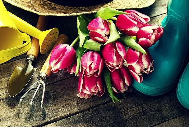 Как выбрать луковицы тюльпанов в августе — секрет пышного цветения 