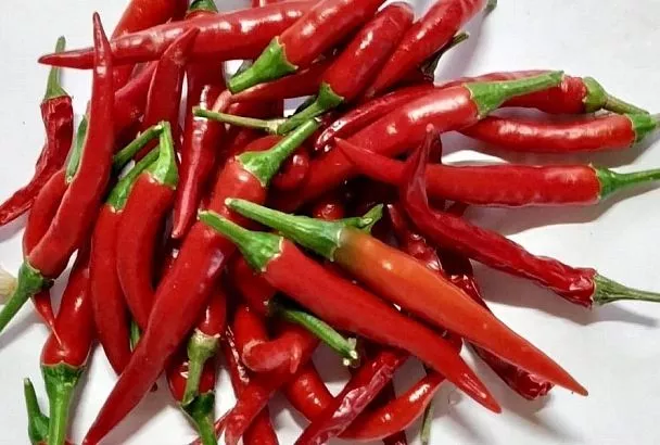 Не выбрасывайте обрезки и семена острого перца: природное средство от вредителей сада