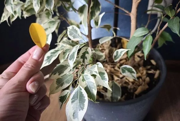 Почему опадают листья у фикуса Бенджамина и как спасти растение