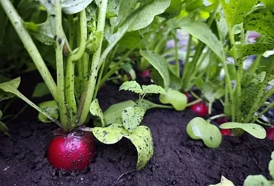 Без химии: как экологично избавиться от крестоцветной блошки