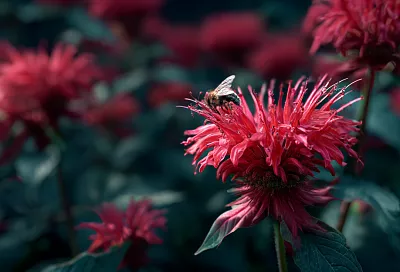 15 многолетников, которые цветут все лето и не требуют ухода