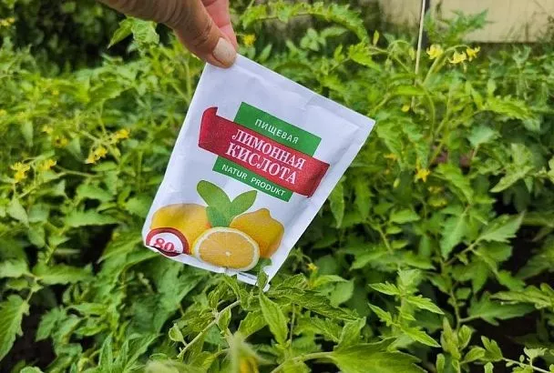 Поможет впитать все полезные вещества: как опытные огородники используют лимонную кислоту