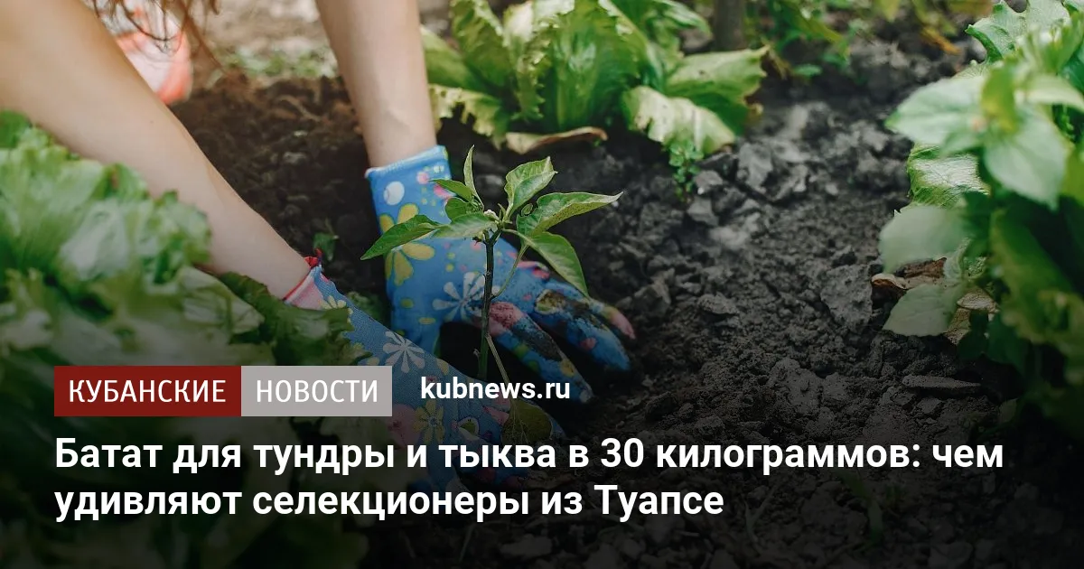 Батат для тундры и тыква в 30 килограммов: чем удивляют селекционеры из Туапсе