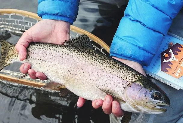 Форель ловится ведрами! Какая проводка работает лучше всего: секреты правильного заброса