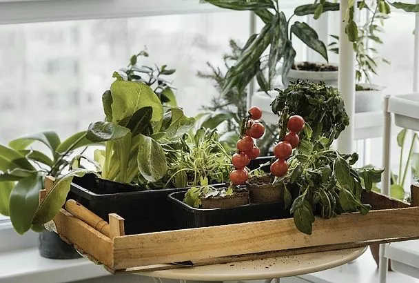 Огород на подоконнике: что посеять в августе для зимнего урожая помидоров и перцев