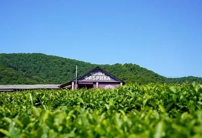 Более 83 тонн зеленого чайного листа собрали в Сочи с начала 2025 года