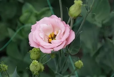 Что посеять в декабре: цветы для ранней рассады