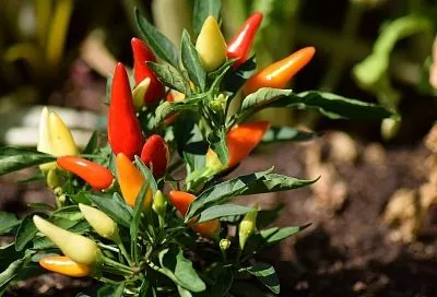 Растет как на дрожжах даже зимой!  Как вырастить острый перец на своем подоконнике