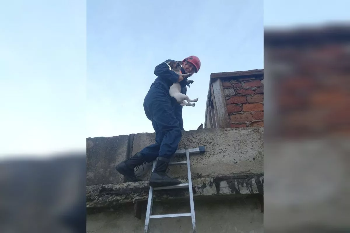 Просидевшую двое суток на крыше гаража собаку спасли в Новороссийске