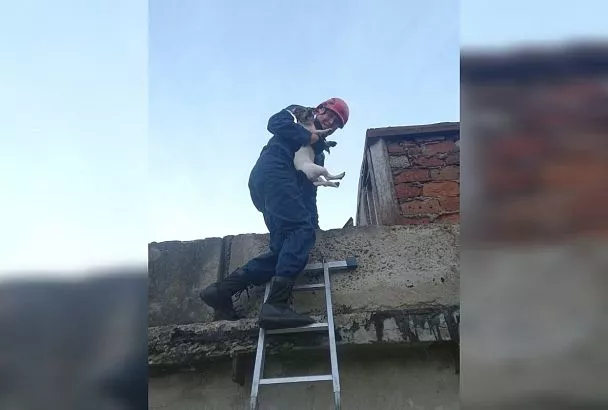 Просидевшую двое суток на крыше гаража собаку спасли в Новороссийске