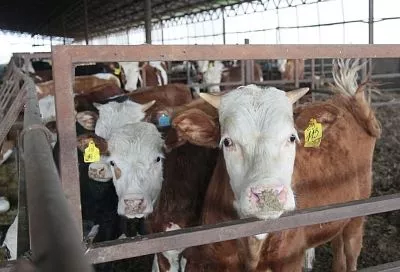 На молоке и мясе: кубанский агросектор увеличивает прибыльность животноводства