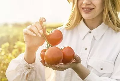 Полив помидоров в адскую жару Кубани: полное руководство против трещин и засухи