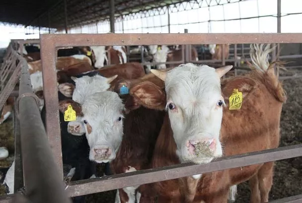 На молоке и мясе: кубанский агросектор увеличивает прибыльность животноводства