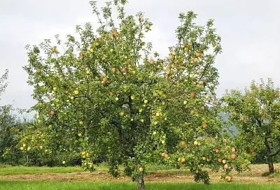 Надо все успеть! Эти подкормки надо обязательно внести под яблони до конца августа, чтобы через год они порадовали вас шикарным урожаем