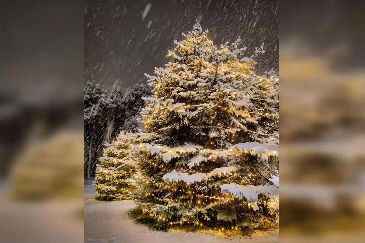 В Анапе украсили гирляндами и живые елки. В Анапе украсили гирляндами и живые елки.