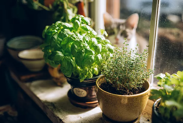 Как вырастить базилик и тимьян дома: секреты успешной посадки