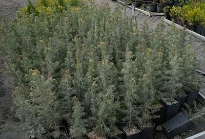 Ели, которые любят свет: эти хвойные красавицы можно вырастить на солнечной стороне