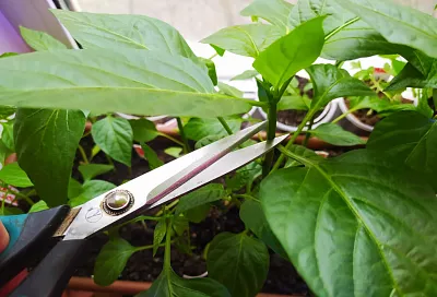 Делаю рассаде такой «маникюр», и из нее вырастают сильные, плодовитые растения: секрет урожая 2025