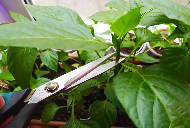 Делаю рассаде такой «маникюр», и из нее вырастают сильные, плодовитые растения: секрет урожая 2025