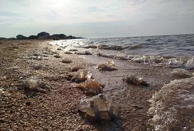 Заградительные сети от медуз установят в Азовском море у побережья Краснодарского края