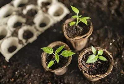 Беру такой перец на рассаду: хитрые дачники уже скупили семена этих топ-сортов 2025 – основа богатого урожая