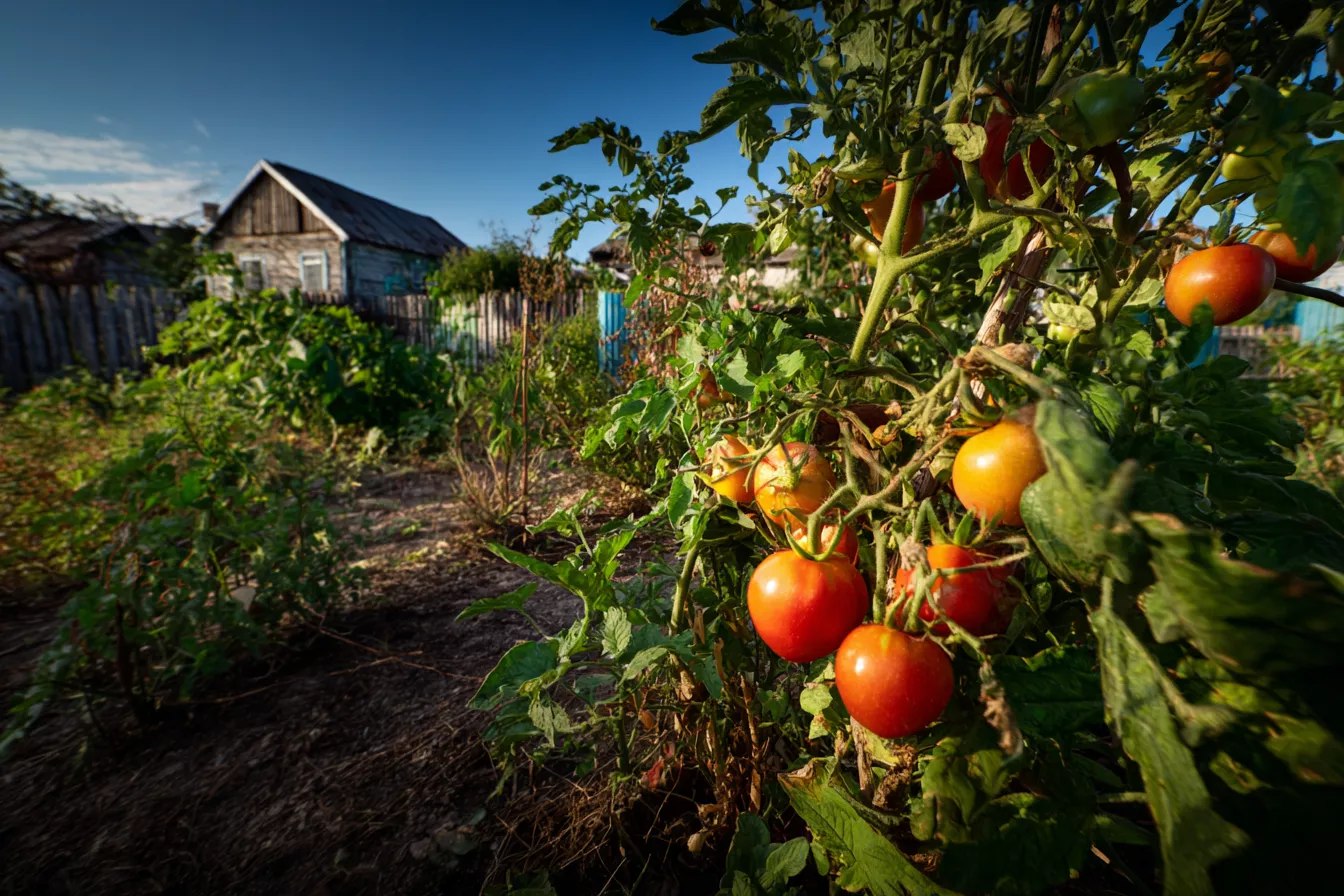 Помидоры не краснеют? Возможно, на улице слишком жарко