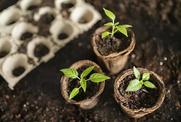 Беру такой перец на рассаду: хитрые дачники уже скупили семена этих топ-сортов 2025 – основа богатого урожая