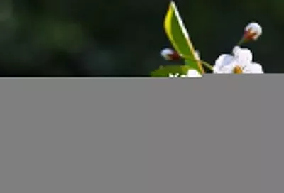 Народные приметы на сегодня – 8 апреля, что можно и нельзя делать в праздник Гавриила Благовеста