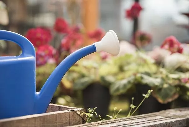 Их даже поливать не надо! 5 цветов, которым хватит дождя. Сад для ленивых