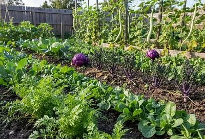 Необычные овощи для дачи: экзотические культуры для выращивания на участке