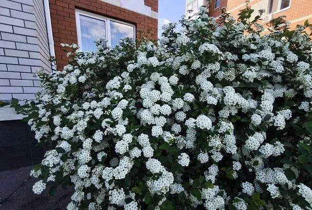 Спирея: находка для тех, кто хочет украсить сад без лишних хлопот