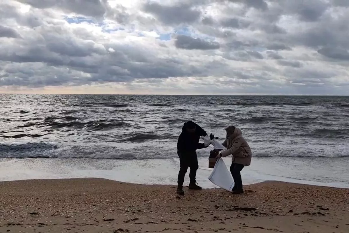 Отправляясь на съемку репортажа о работе волонтеров на анапских пляжах, сотрудники редакции «КН» и представить не могли, что через несколько часов и сами станут волонтерами. Отправляясь на съемку репортажа о работе волонтеров на анапских пляжах, сотрудники редакции «КН» и представить не могли, что через несколько часов и сами станут волонтерами.