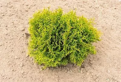 Собачий «сюрприз»: неожиданная причина черных лап у можжевельника и туи