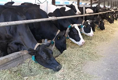 На Кубани обсудили усиление мер биологической защиты животноводческих хозяйств