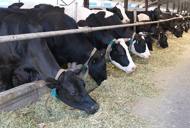 На Кубани обсудили усиление мер биологической защиты животноводческих хозяйств