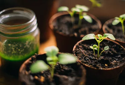 Можно ли добавлять хлореллу для улучшения почвы