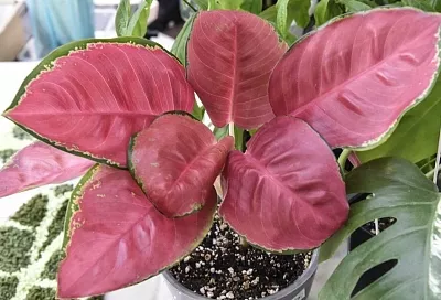 Цветок как у Путина: известный коллекционер рассказал, как вырастить шикарную аглаонему