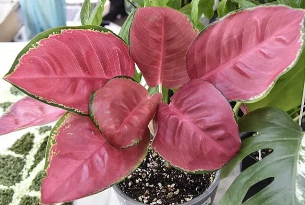 Цветок как у Путина: известный коллекционер рассказал, как вырастить шикарную аглаонему