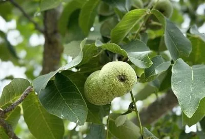 «Ахиллесова пята» грецкого ореха: это единственная болезнь, которая способна уничтожить дерево