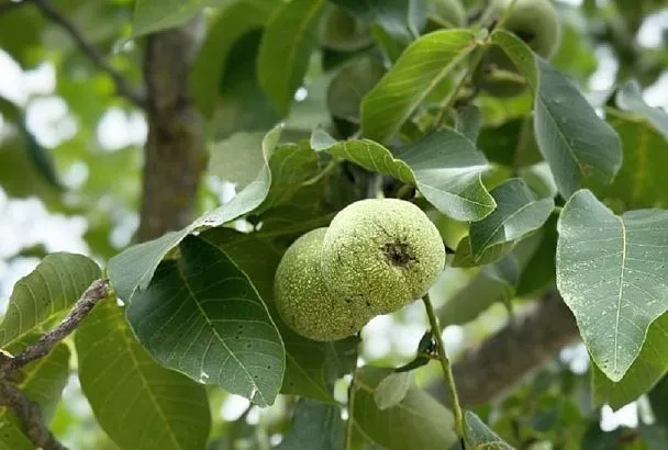 «Ахиллесова пята» грецкого ореха: это единственная болезнь, которая способна уничтожить дерево