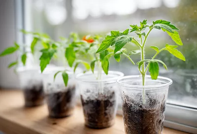 Как не загубить рассаду томатов на ранней стадии: правильный полив и подкормки