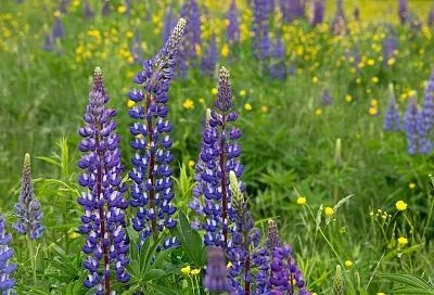 Делюсь с вами 3 лучшими сидератами: после них богатый урожай и защита от болезней обеспечены