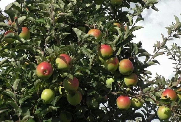 Диета им неполезна: вот отчего яблони могут перестать плодоносить 