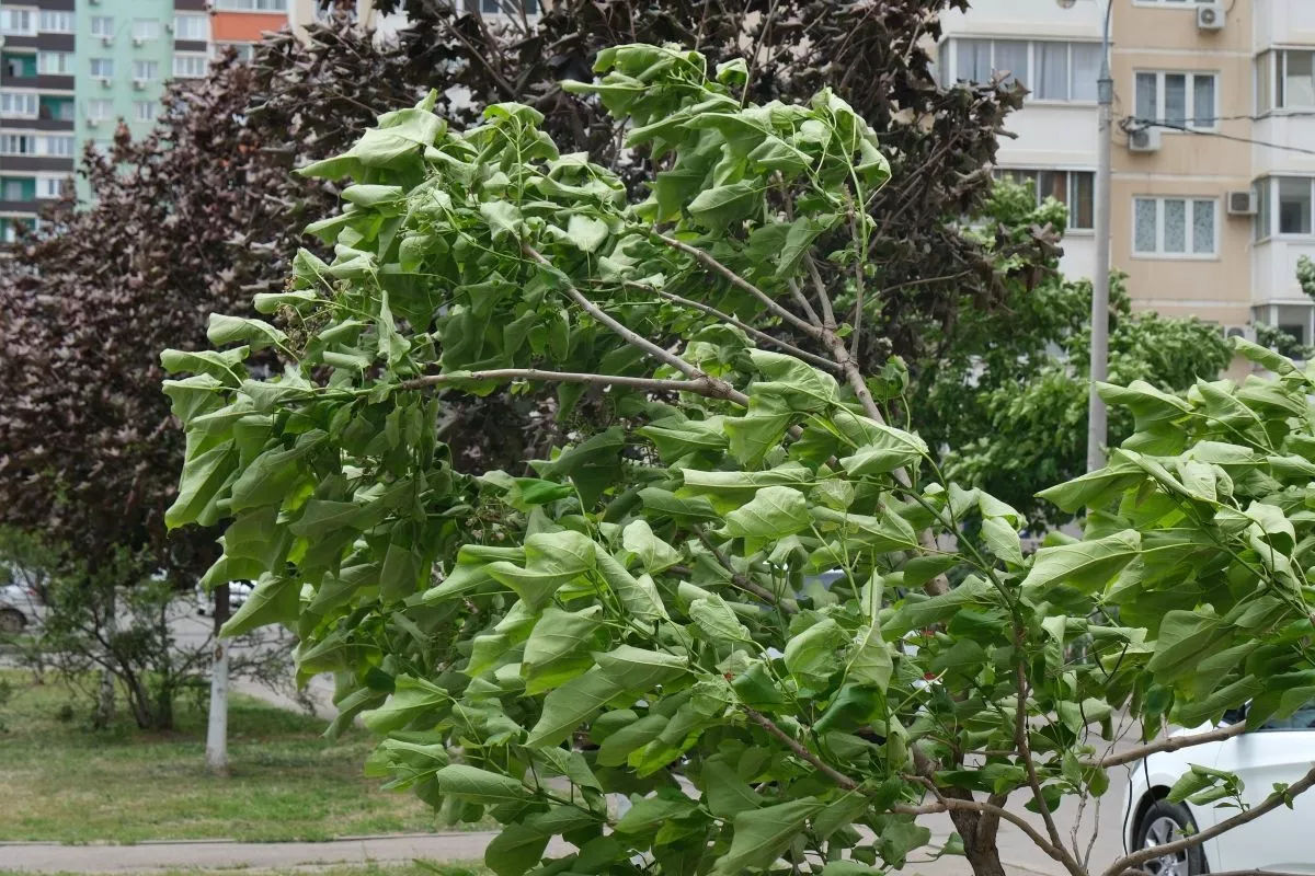 Повышение температуры и сильный ветер. Синоптик – о погоде в Краснодарском крае