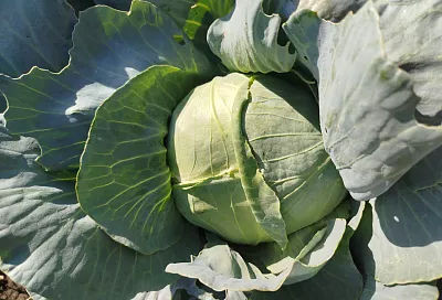 Полейте в августе капусту марганцовкой: разгоните вредителей и укрепите кочаны