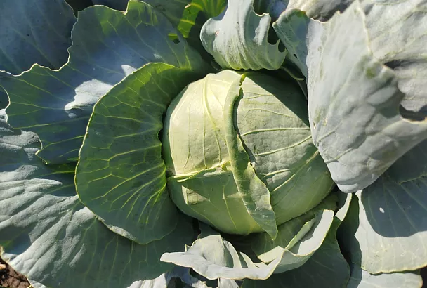 Полейте в августе капусту марганцовкой: разгоните вредителей и укрепите кочаны