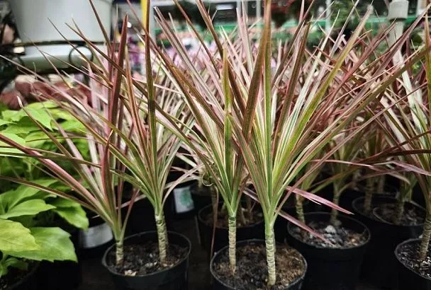 Цветок для новоселов: драцена – лучший защитник от опасных испарений мебельного лака