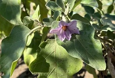 Огромные листья, крупные цветы и ни одного плода: спасаем баклажаны от жирования