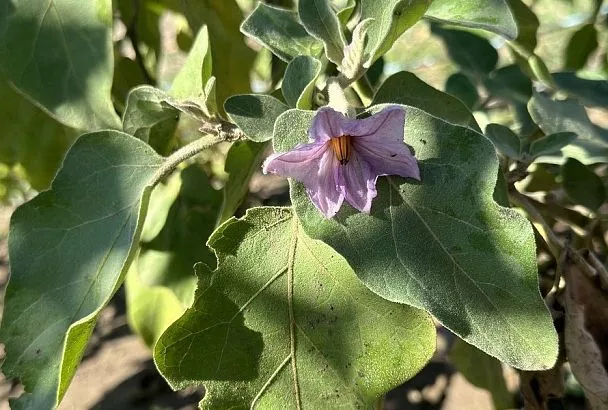 Огромные листья, крупные цветы и ни одного плода: спасаем баклажаны от жирования